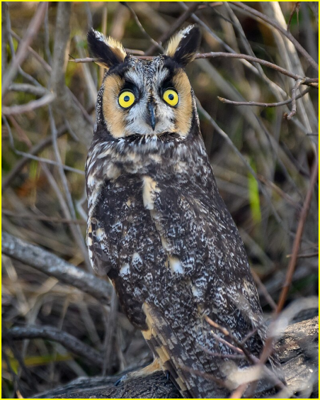 Photo d'un hibou moyen-duc