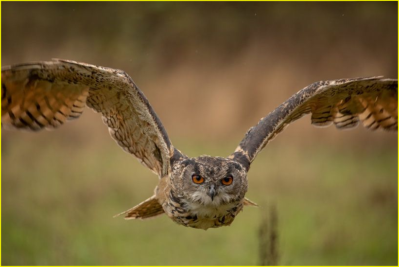 Photo d'un hibou grand-duc en vol