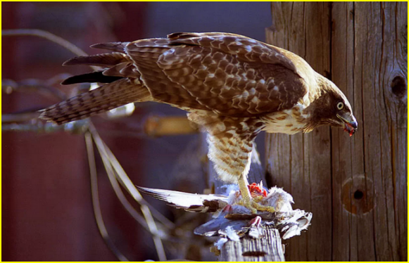 Les rapaces sont carnivores