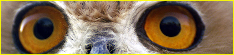 Les yeux d'un rapace
