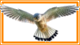 Lien vers l'exposition sur les rapaces