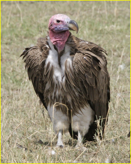 Photo d'un vautour oricou