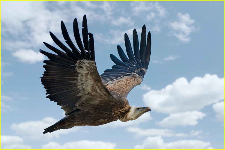 Photo d'un vautour fauve en vol