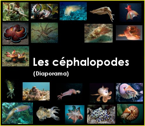 Diaporama : les céphalopodes