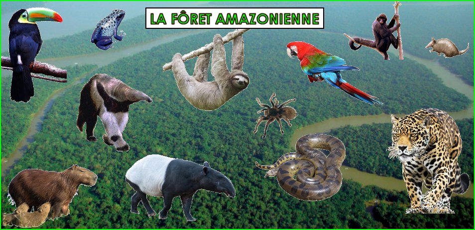 les animaux dans la forêt amazonienne