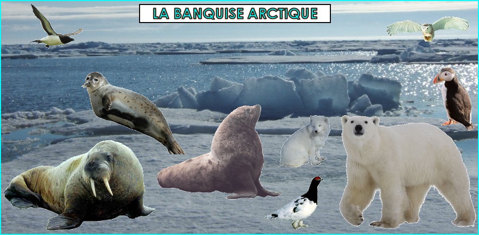 Les animaux de la banquise arctique