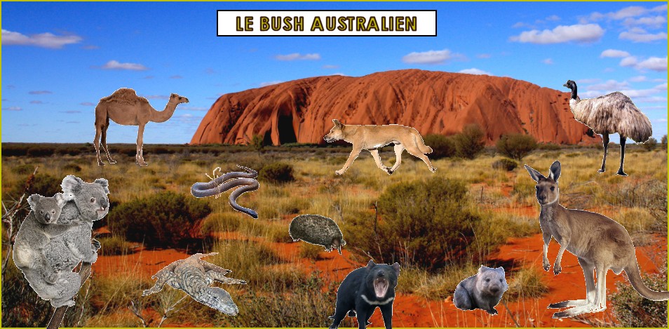les animaux dans le bush australien