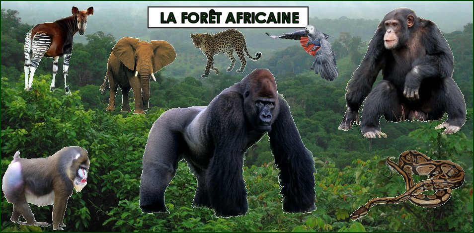 les animaux dans la forêt africaine