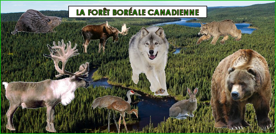 Les animaux de la forêt boréale canadienne