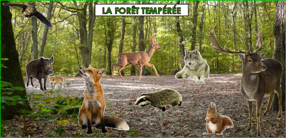 les animaux de la forêt tempérée europénne