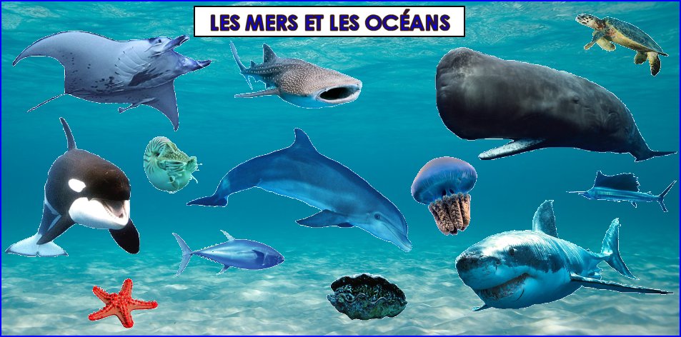 les animaux dans les mers et les océans