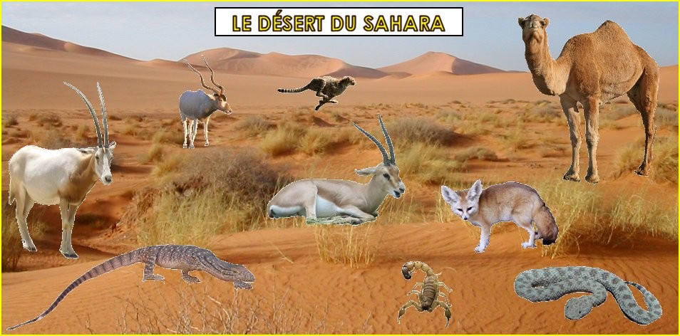 les animaux dans le désert du Sahara