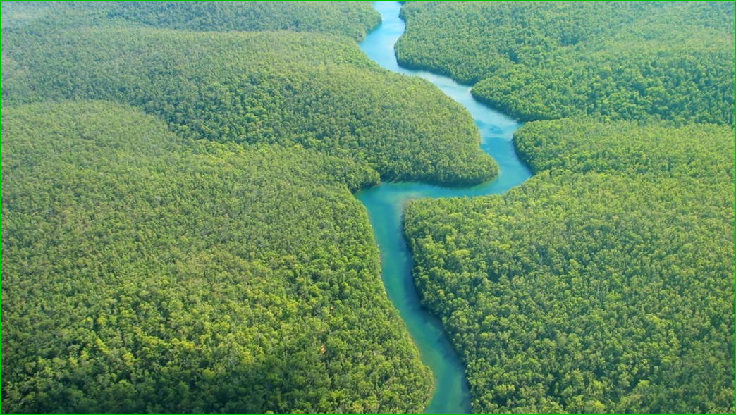 La forêt amazonienne
