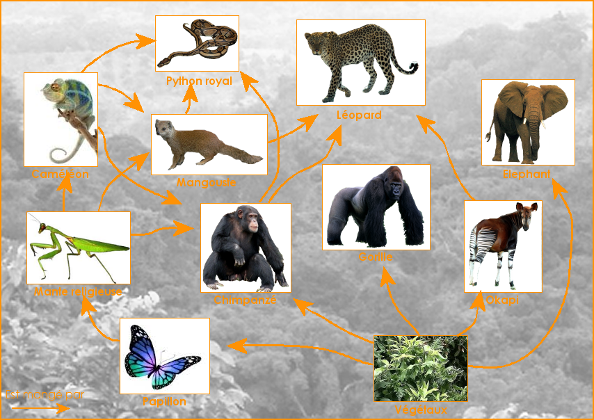 Exemple de réseau alimentaire de la forêt africaine