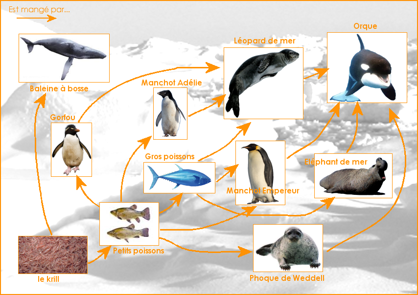 Exemple de réseau alimentaire de la banquise antarctique