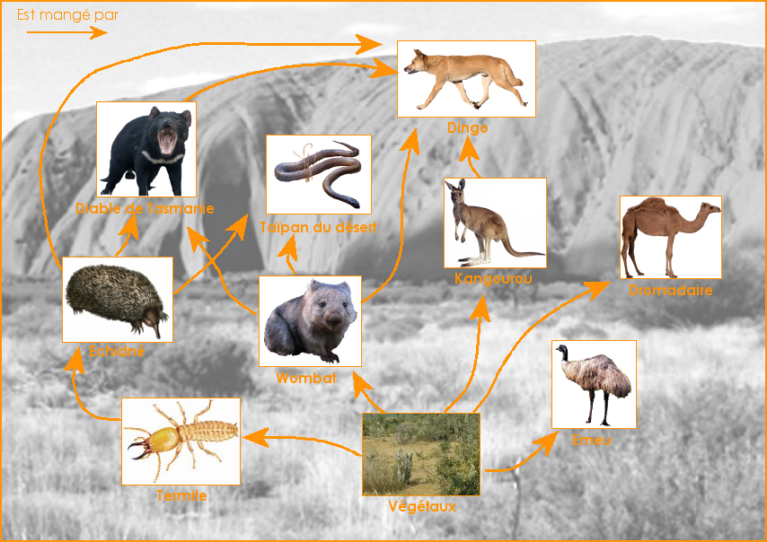 Exemple de réseau alimentaire du bush australien