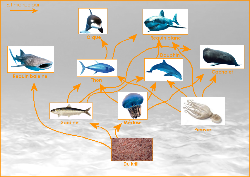 Exemple de réseau alimentaire des mers et des océans