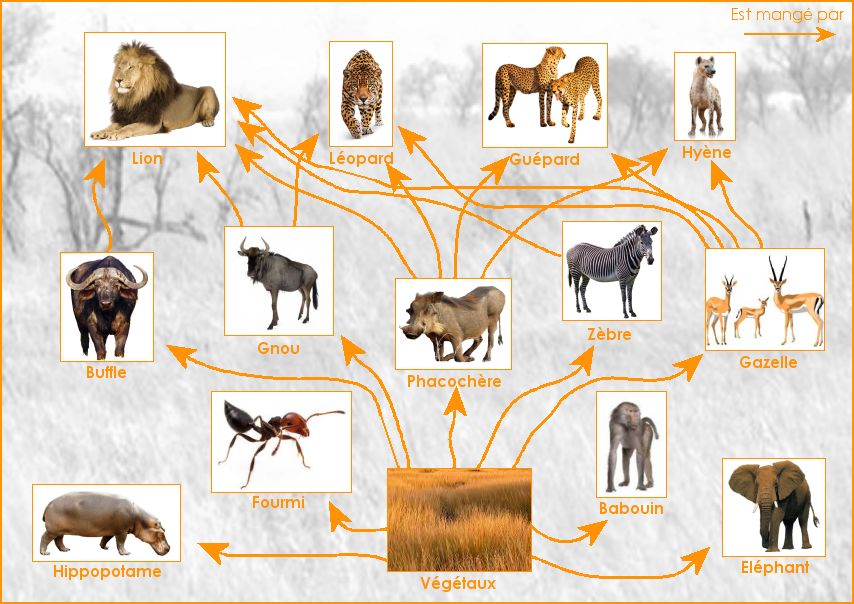 Exemple de réseau alimentaire de la savane africaine