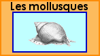 Lien vers les mollusques