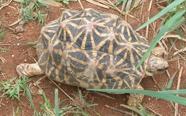 La tortue terrestre aux mille nuances. (80x80).