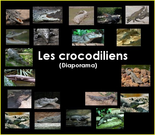 Diaporama : les crocodiliens