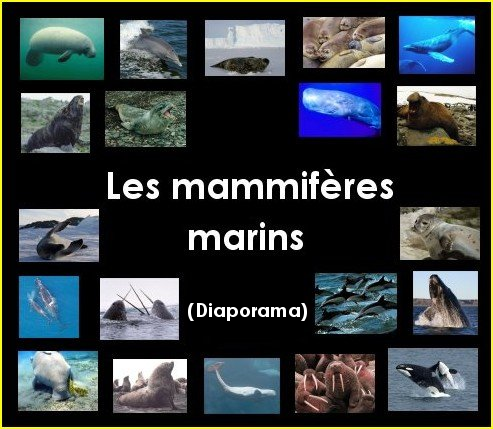 Diaporama : les mammifères marins