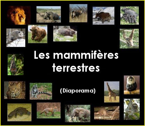 Diaporama : les mammifères terrestres