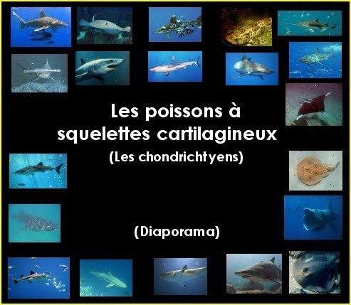 Diaporama : les chondrichtyens ou les poissons cartilagineux