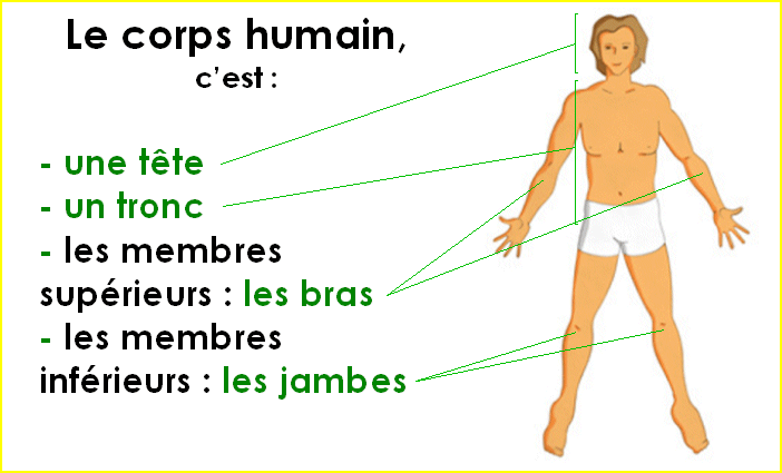 Le corps humain simplifié