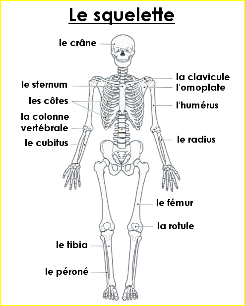 Le squelette
