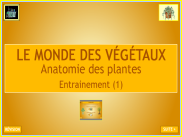 Les végétaux : l'anatomie des plantes