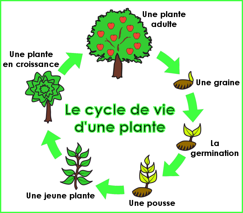 Cycle de vie d'une plante