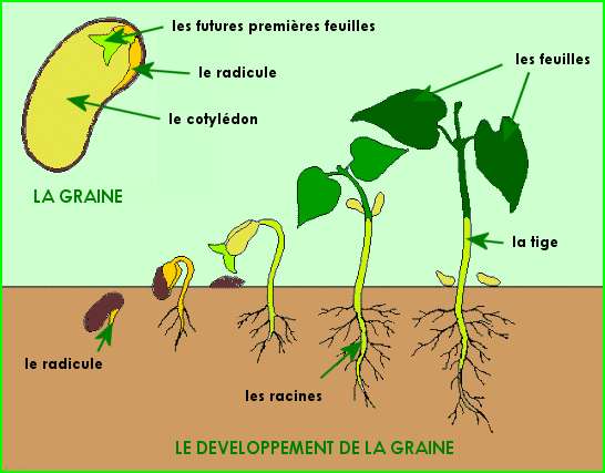 La reproduction des végétaux (1)