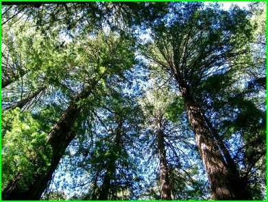 un séquoia à feuilles d'if