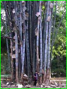 un bambou