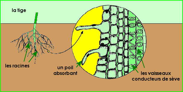 Feuille des spermaphytes [Nutrition carbonée]