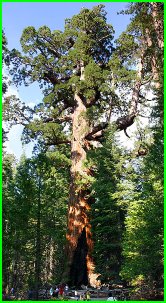 un séquoia géant